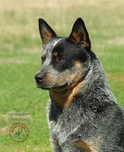 Australian Cattle Dog 9F061D-06.JPG